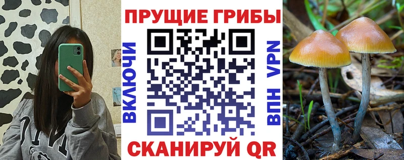 hydra маркетплейс  купить  цена  Богданович  Псилоцибиновые грибы GOLDEN TEACHER 
