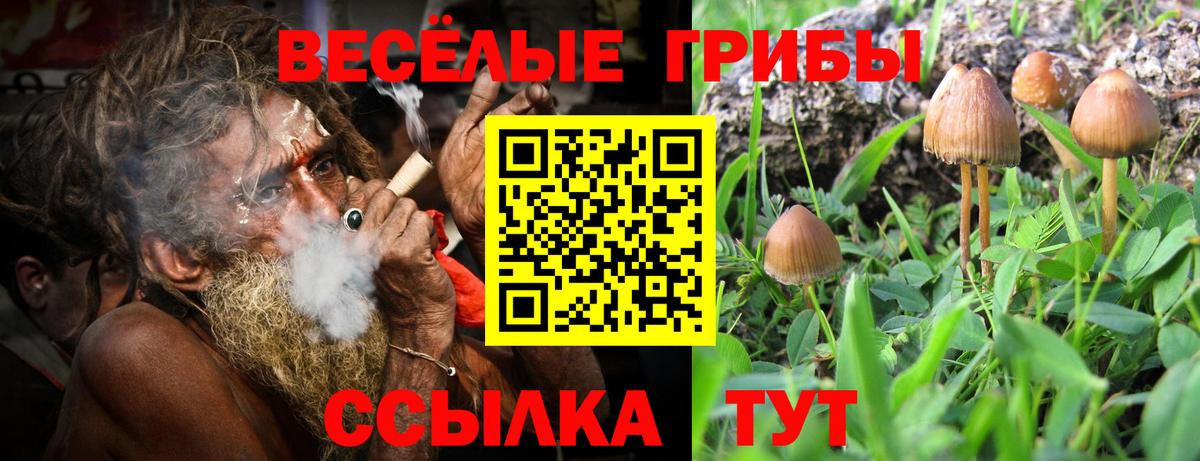 Богданович  Галлюциногенные грибы Cubensis  Вход с VPN 